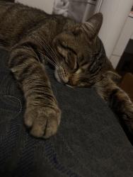 Lost Male Cat last seen Near Golden coast circle, Palmer, TX 75152