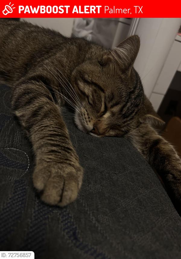 Lost Male Cat last seen Near Golden coast circle, Palmer, TX 75152