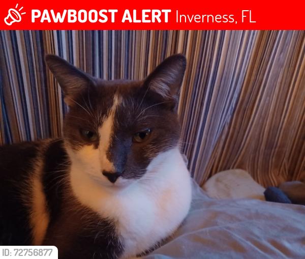 Lost Male Cat last seen Near E Pacific Ln United States, Inverness, FL 34453