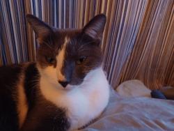 Lost Male Cat last seen Near E Pacific Ln United States, Inverness, FL 34453