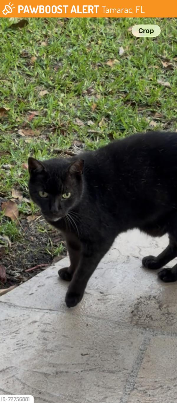 Found/Stray Female Cat last seen Nobhill and mcnab rd, Tamarac, FL 33068