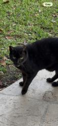Found/Stray Female Cat last seen Nobhill and mcnab rd, Tamarac, FL 33068