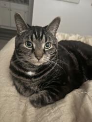 Lost Male Cat last seen Solon Park apmts, Solon, OH 44139