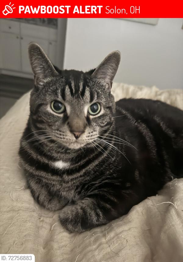 Lost Male Cat last seen Solon Park apmts, Solon, OH 44139