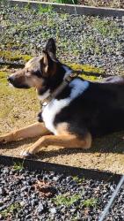 Lost Female Dog last seen La Sierra & Los Alamos, Santa Rosa, CA 95409