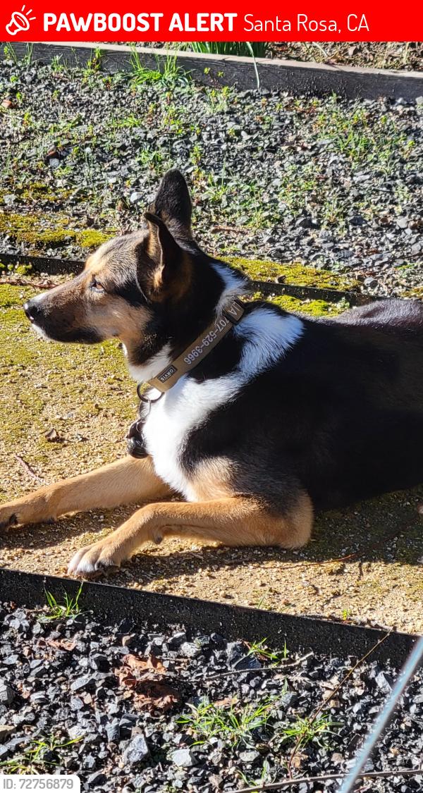 Lost Female Dog last seen La Sierra & Los Alamos, Santa Rosa, CA 95409