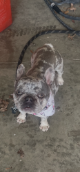 Found/Stray Unknown Dog last seen Greensburg country club , Greensburg, PA 15601