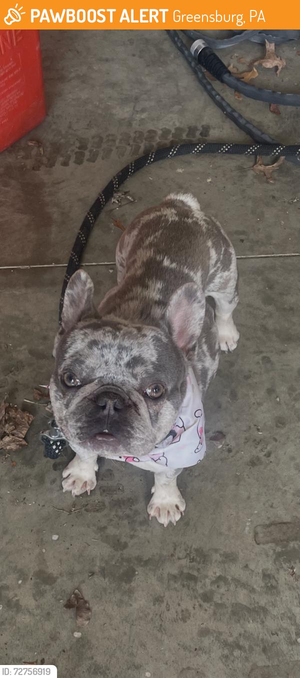 Found/Stray Unknown Dog last seen Greensburg country club , Greensburg, PA 15601