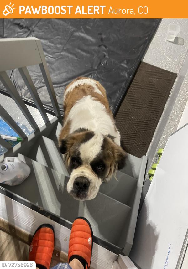 Found/Stray Female Dog last seen Near and Picadilly, Aurora, CO 80019