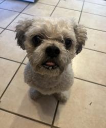 Lost Male Dog last seen Meadow s area , Concord, CA 94518