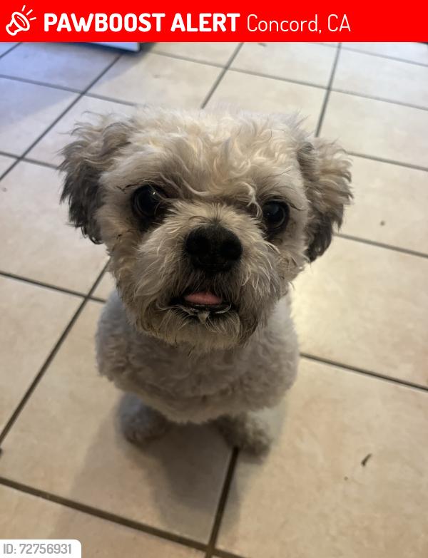 Lost Male Dog last seen Meadow s area , Concord, CA 94518
