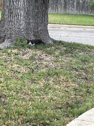Found/Stray Unknown Cat last seen Dakota and Jaguar western hills, Temple, TX 76504