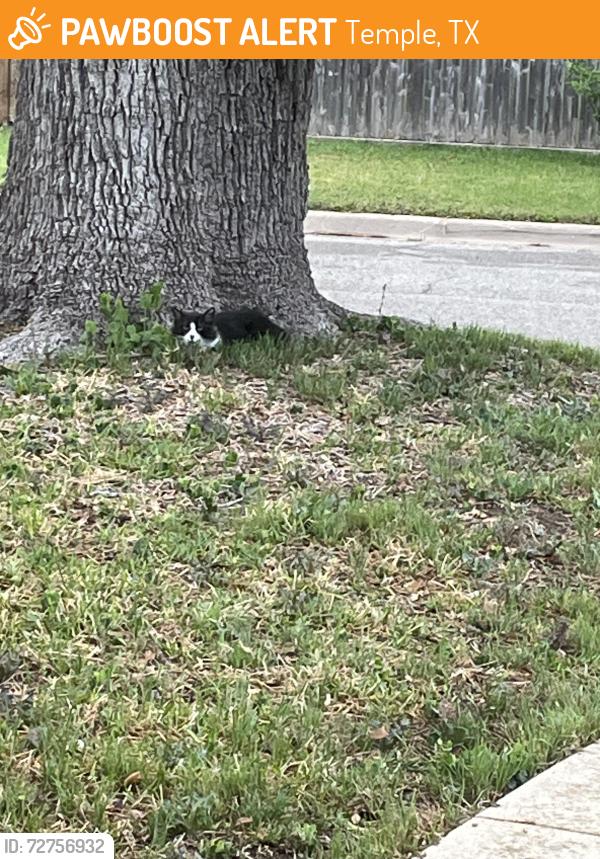 Found/Stray Unknown Cat last seen Dakota and Jaguar western hills, Temple, TX 76504