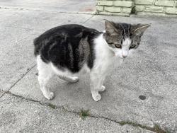 Found/Stray Female Cat last seen w 32nd and S Figueroa St, Los Angeles, CA 90007