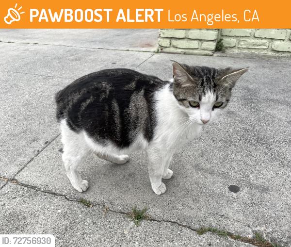 Found/Stray Female Cat last seen w 32nd and S Figueroa St, Los Angeles, CA 90007