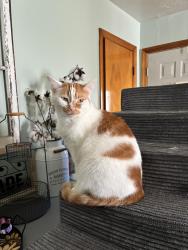 Lost Female Cat last seen Dairy Queen/ dollar general , Hubbard, OH 44425