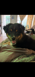 Lost Male Dog last seen Bond Ave and Mccasland Ave, East St. Louis, IL 62207