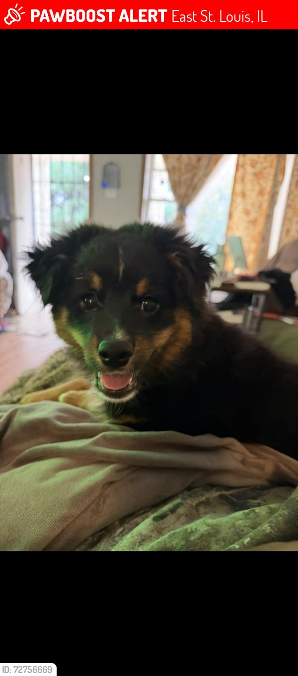 Lost Male Dog last seen Bond Ave and Mccasland Ave, East St. Louis, IL 62207