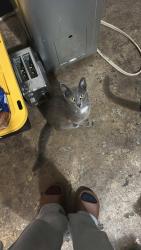 Lost Male Cat last seen Suva elementary , Bell Gardens, CA 90201