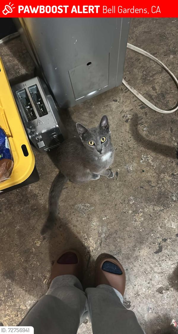 Lost Male Cat last seen Suva elementary , Bell Gardens, CA 90201