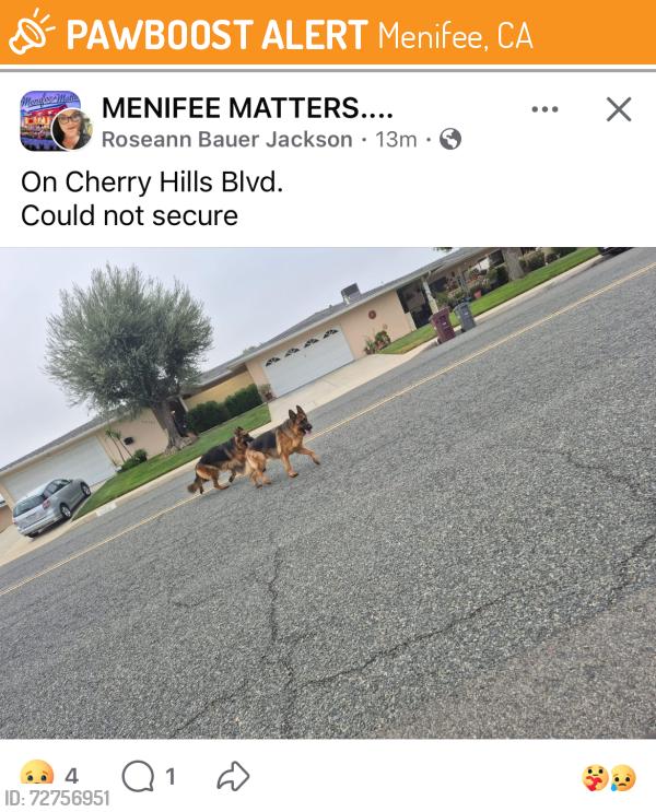 Found/Stray Unknown Dog last seen Cherry hills , Menifee, CA 92586