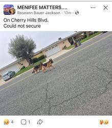 Found/Stray Unknown Dog last seen Cherry hills , Menifee, CA 92586