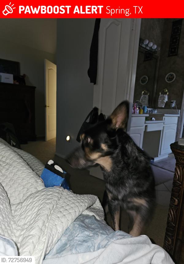 Lost Male Dog last seen Lexington woods spring texas. , Spring, TX 77373