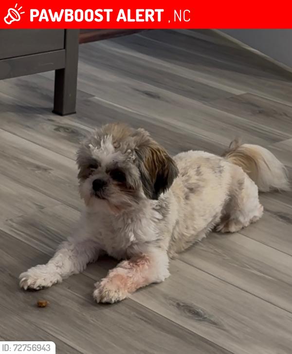 Lost Female Dog last seen Rocky mount, NC, Apex, NC 27523