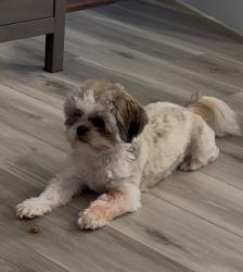 Lost Female Dog last seen Rocky mount, NC, Apex, NC 27523