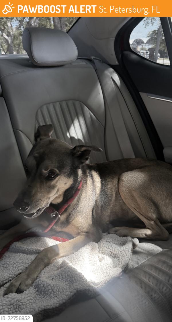 Found/Stray Male Dog last seen Near 6th street s, St. Petersburg, FL 33705