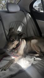 Found/Stray Male Dog last seen Near 6th street s, St. Petersburg, FL 33705