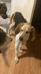 Found/Stray Male Dog last seen Near hickory tree, Sullivan County, TN 37618
