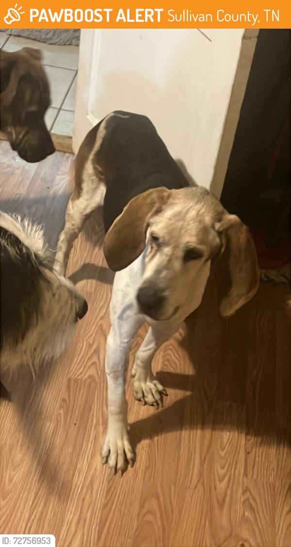 Found/Stray Male Dog last seen Near hickory tree, Sullivan County, TN 37618