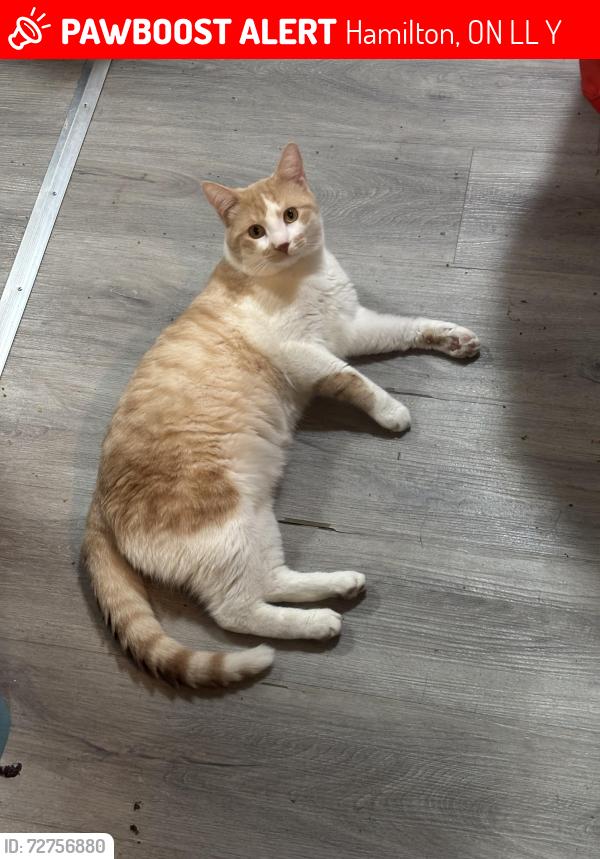 Lost Male Cat last seen Barton Street east and Sanford ave n, Hamilton, ON L8L 2Y9