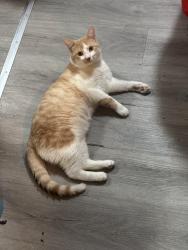 Lost Male Cat last seen Barton Street east and Sanford ave n, Hamilton, ON L8L 2Y9