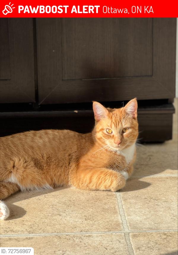 Lost Male Cat last seen Bois-Vert and Aquaview, Ottawa, ON K4A