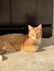 Lost Male Cat last seen Bois-Vert and Aquaview, Ottawa, ON K4A