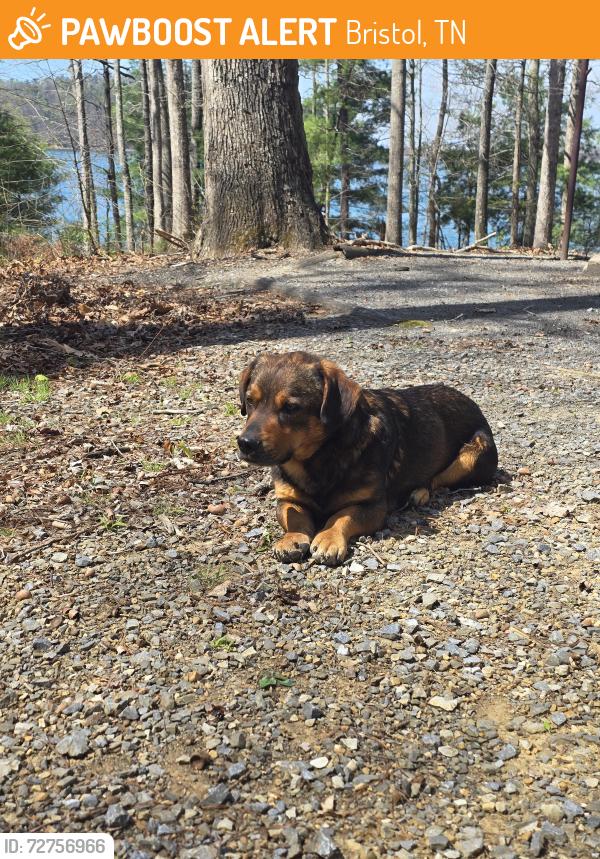 Found/Stray Male Dog last seen Little oak campground , Bristol, TN 37620