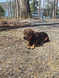 Found/Stray Male Dog last seen Little oak campground , Bristol, TN 37620