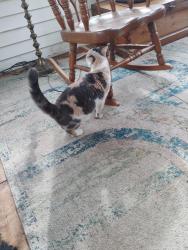 Found/Stray Unknown Cat last seen edison elementary school, Willoughby, OH 44094