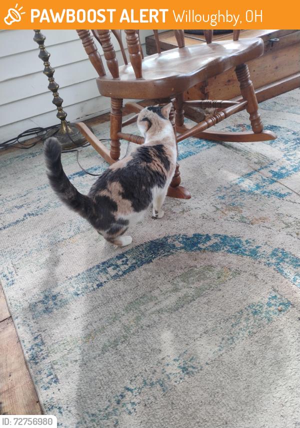 Found/Stray Unknown Cat last seen edison elementary school, Willoughby, OH 44094