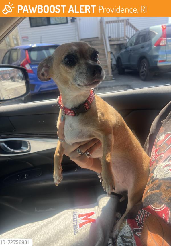 Found/Stray Female Dog last seen Broadway , Providence, RI 02903