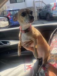 Found/Stray Female Dog last seen Broadway , Providence, RI 02903