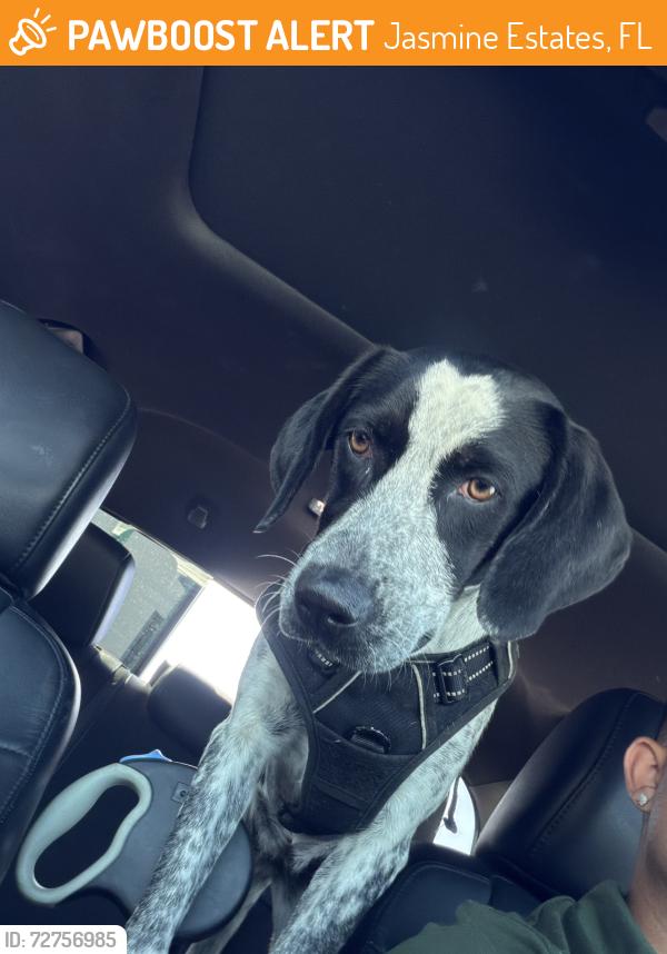Found/Stray Female Dog last seen Jasmine Blvd & Orange Blossom Ave , Jasmine Estates, FL 34668