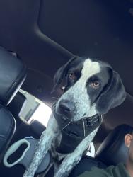 Found/Stray Female Dog last seen Jasmine Blvd & Orange Blossom Ave , Jasmine Estates, FL 34668