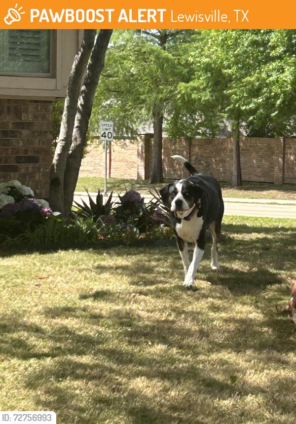 Found/Stray Unknown Dog last seen Kirkpatrick & north valley rd Lewisville , Lewisville, TX 75077