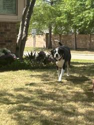 Found/Stray Unknown Dog last seen Kirkpatrick & north valley rd Lewisville , Lewisville, TX 75077