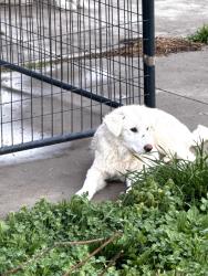 Lost Female Dog last seen Summit ave, Greensboro, NC 27405