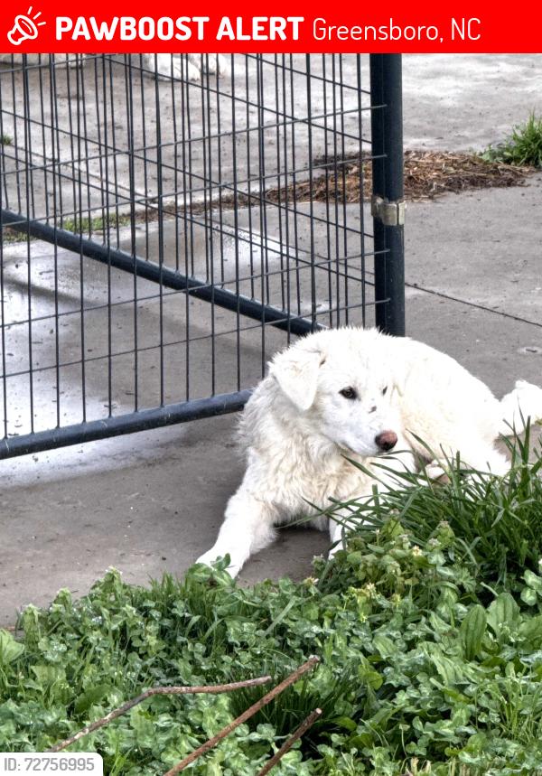 Lost Female Dog last seen Summit ave, Greensboro, NC 27405