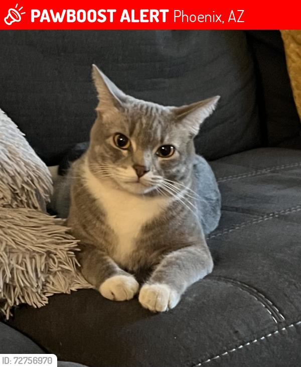 Lost Female Cat last seen E Roosevelt, N 30th st, E Fillmore st, Phoenix, AZ 85008